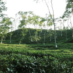 Tea Garden